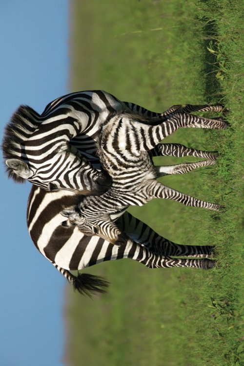 ZEBRA MOTHER AND BABY