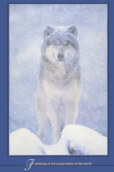 WOLF IN THE SNOW