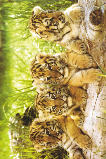 TIGER CUBS