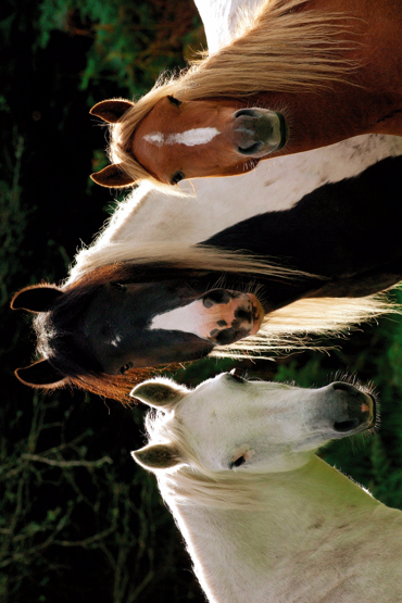 TRES CABALLOS