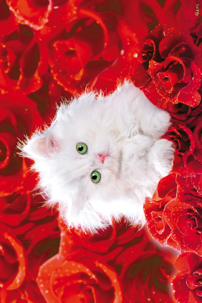 CAT AND ROSES