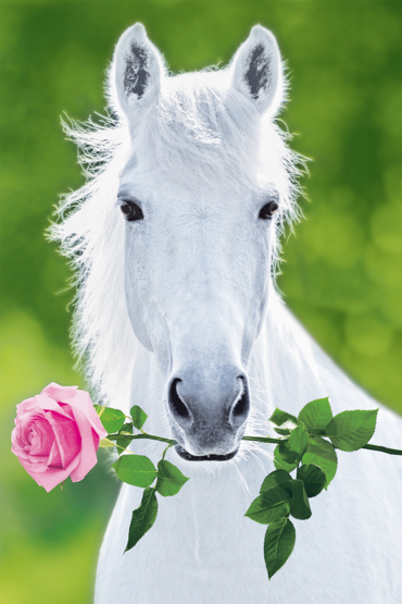 A HORSE AND A ROSE
