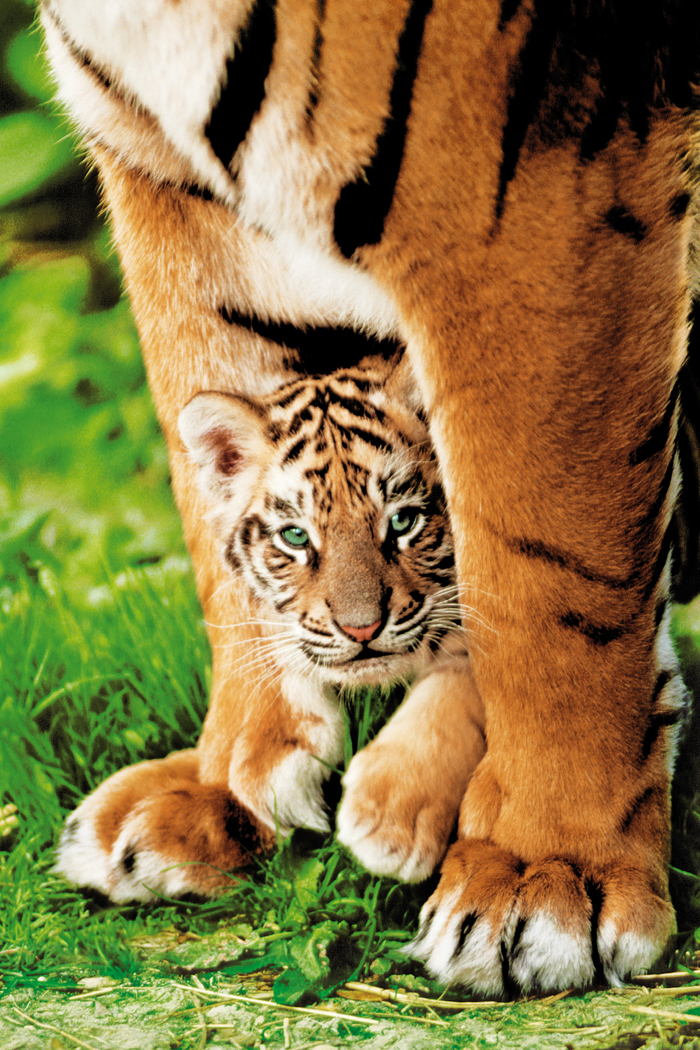 TIGER MOTHER CARRYING HER CUB