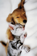 CUDDLES