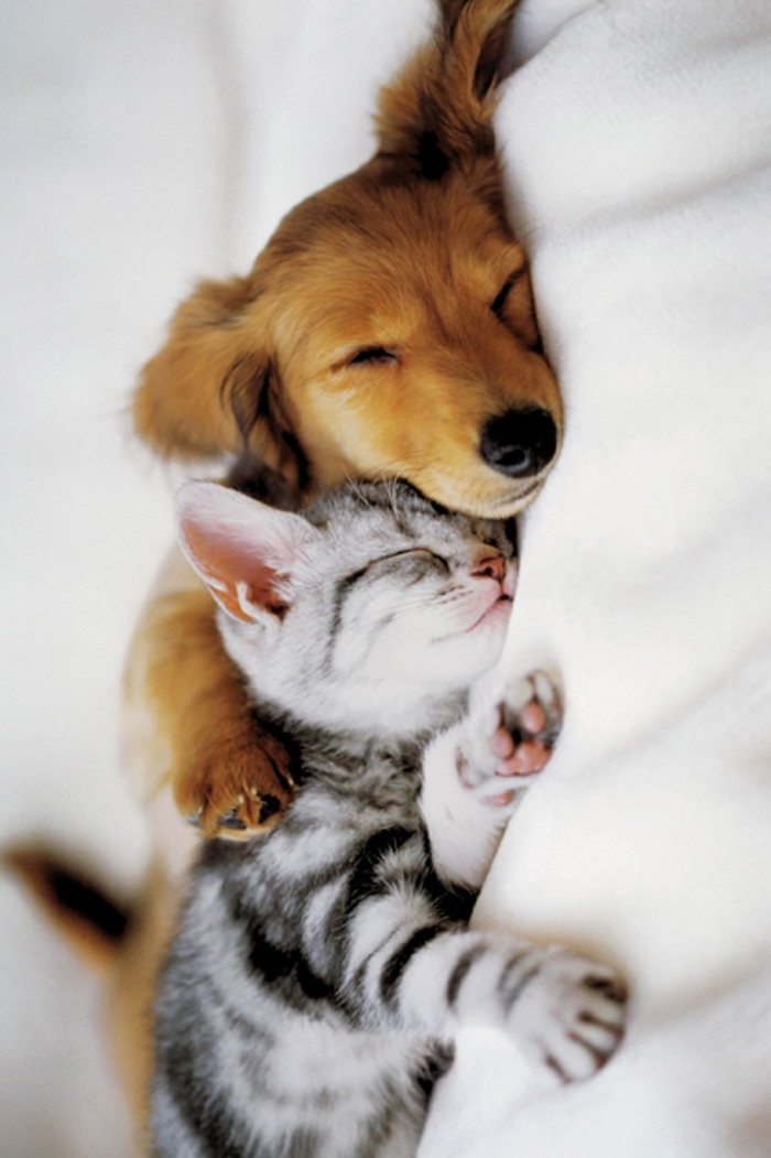 CUDDLES