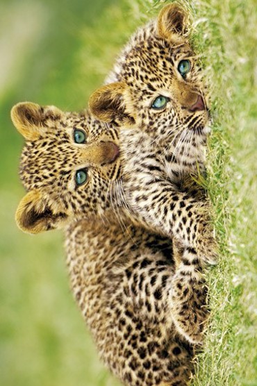 CHEETAH CUBS