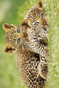 CHEETAH CUBS