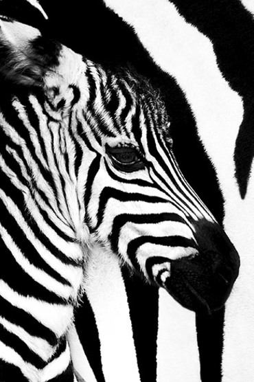 ZEBRA BLACK AND WHITE