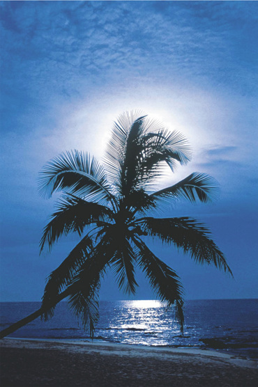 PALM TREE