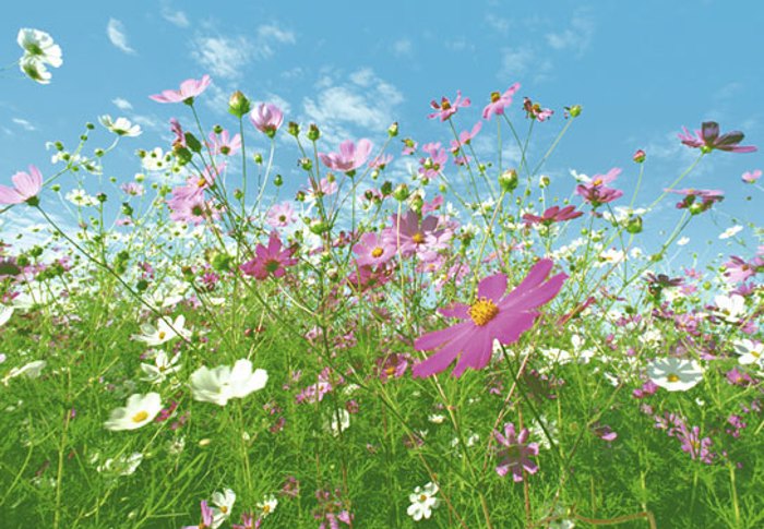FLOWER MEADOW
