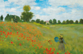 Champs de Coquelicots