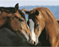 TENDERNESS