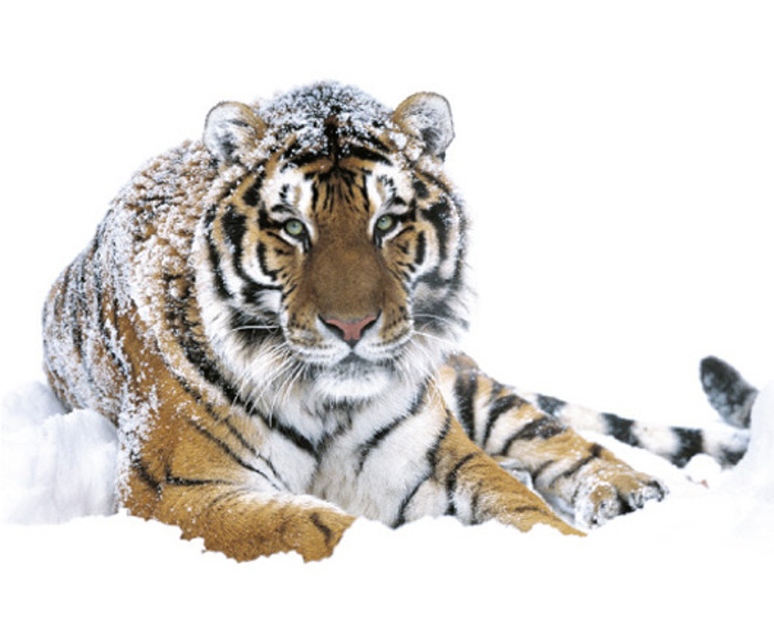 SIBERIAN TIGER