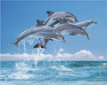 FOUR DOLPHINS