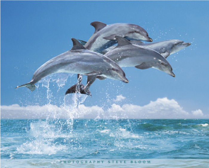 FOUR DOLPHINS