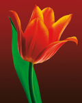 TULIP ON RED