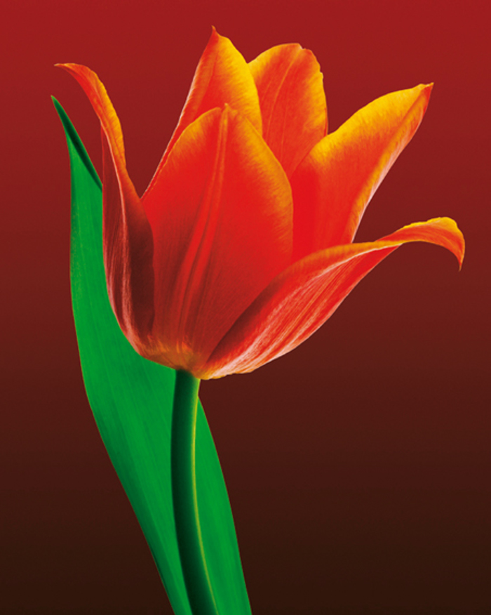 TULIP ON RED