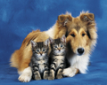 FRIENDS FOREVER