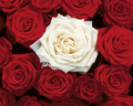 BED OF ROSES