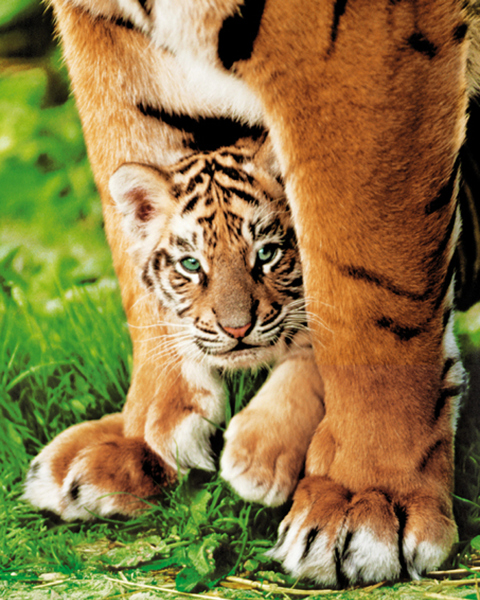 BENGAL TIGER CUB