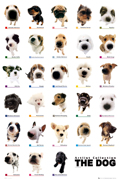 THE DOG COLLECTION