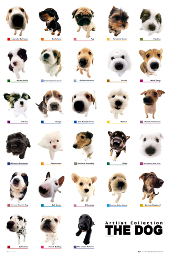 THE DOG COLLECTION