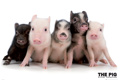 THE PIG COLLECTION