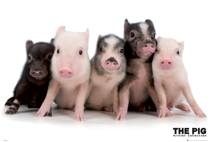 THE PIG COLLECTION