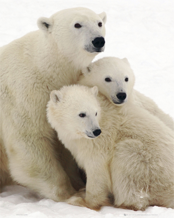 POLAR BEARS(RED)