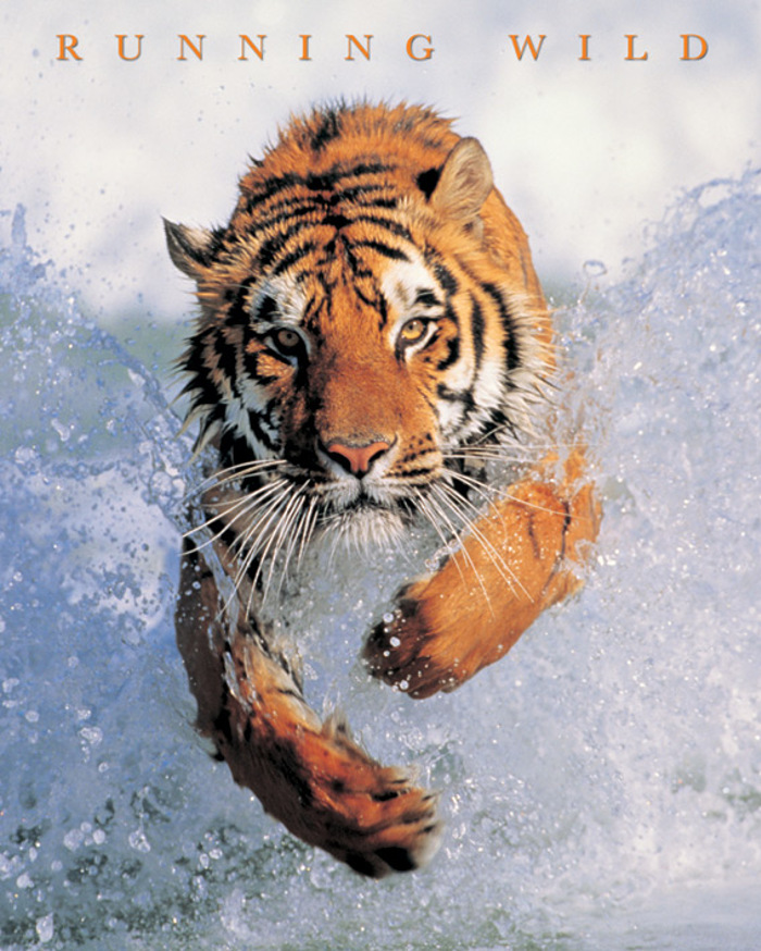 RUNNING WILD(RED)