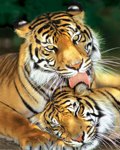MOTHER'S LOVE(TIGERS)(RED)