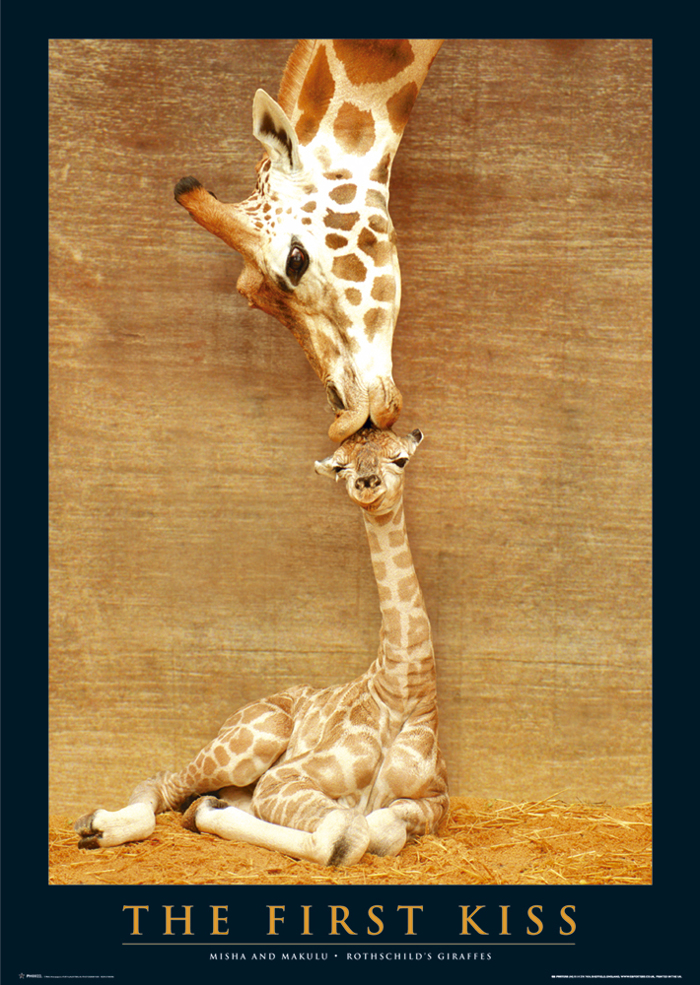 GIRAFFES FIRST KISS