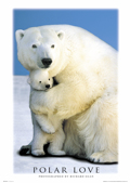 POLAR BEARS LOVE
