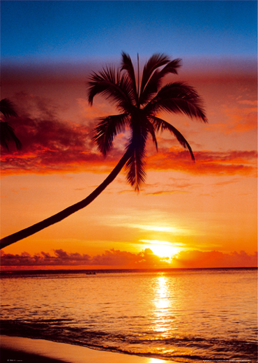 SUNSET PALM TREE