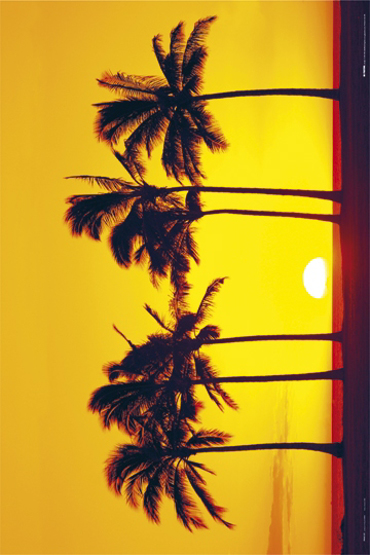 SUNSET PALM TREES