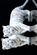 WHITE TIGER CUBS