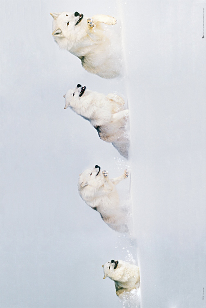 WHITE WOLVES