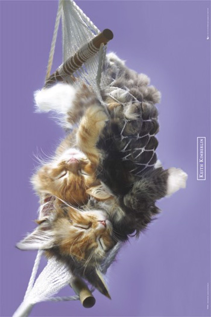 KITTENS