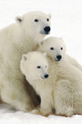 POLAR BEAR 
