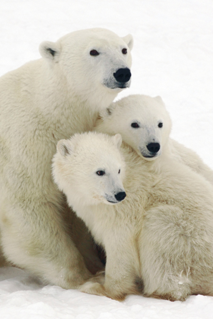 POLAR BEAR 