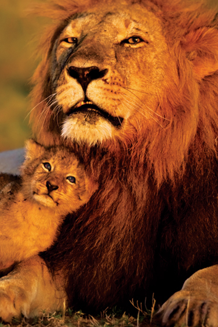 LIONS