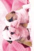 PUPPIES KISS