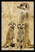 MEERKATS