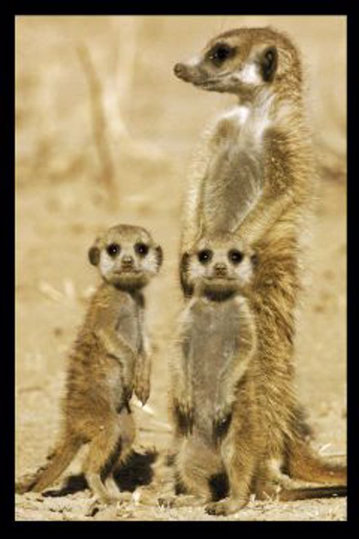 MEERKATS