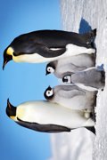PENGUIN FAMILY