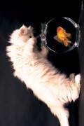 KITTY AND FISH