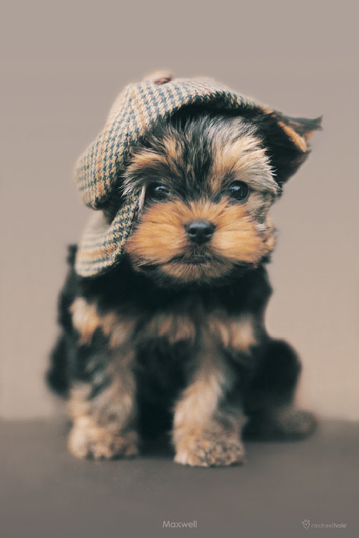 PUPPY