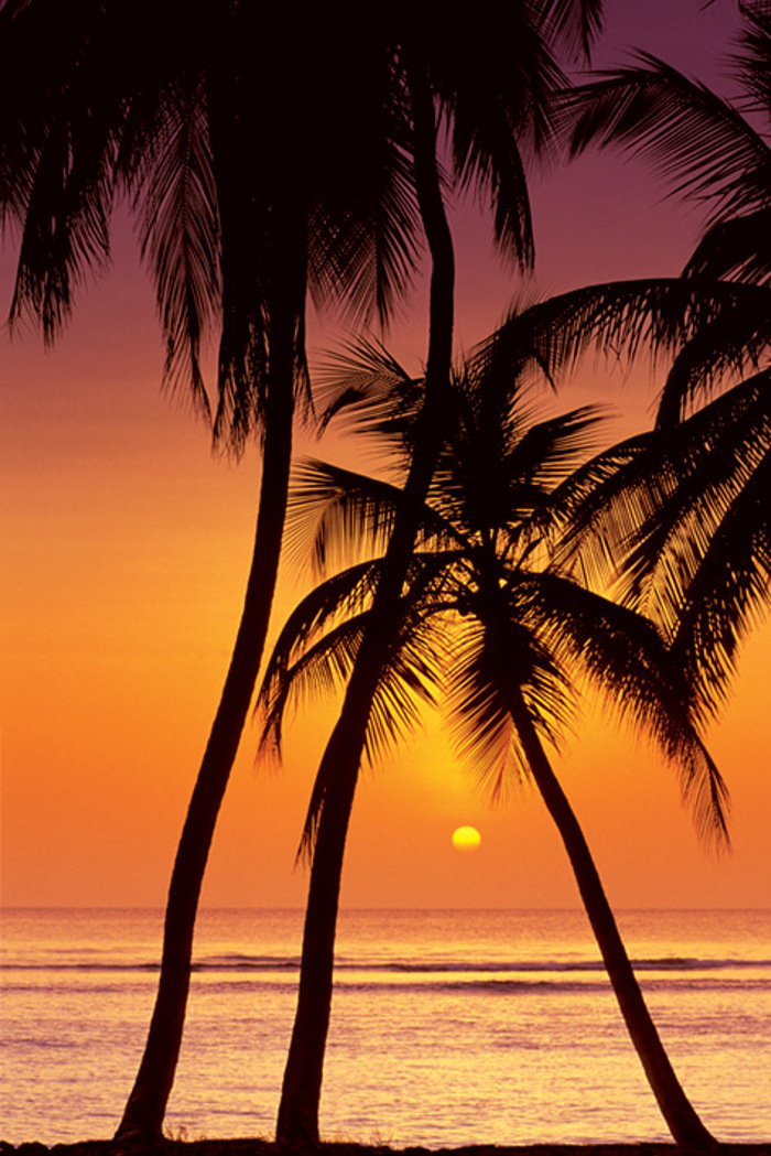 SUNSET PALM TREES