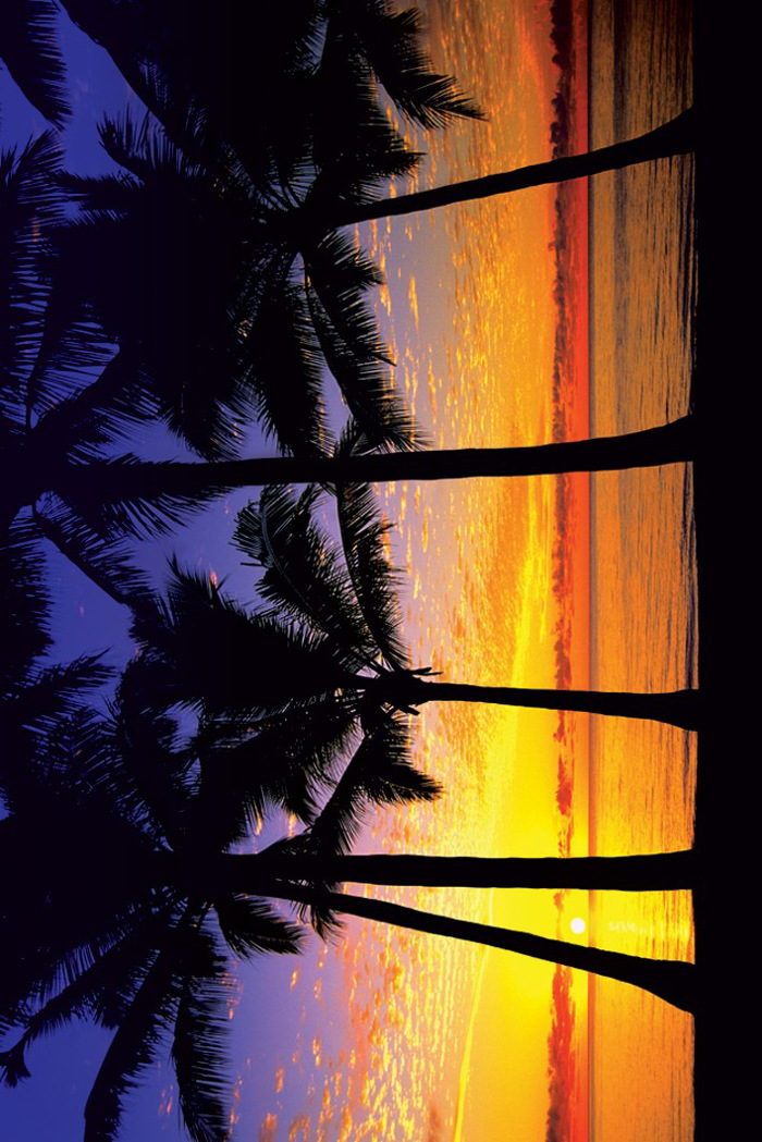 SUNRISE PALM TREES