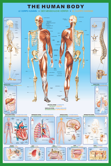 THE HUMAN BODY EDUCATION